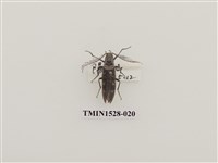 藏品(櫛角蟲科)的圖片